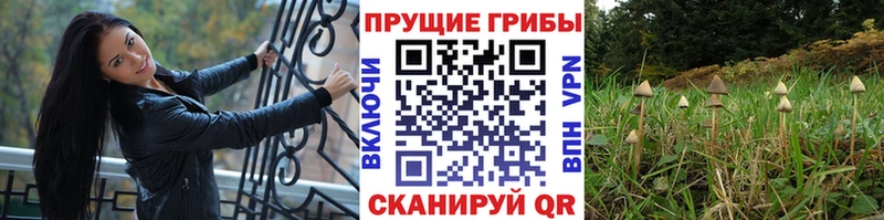 Псилоцибиновые грибы Magic Shrooms  Рубцовск 